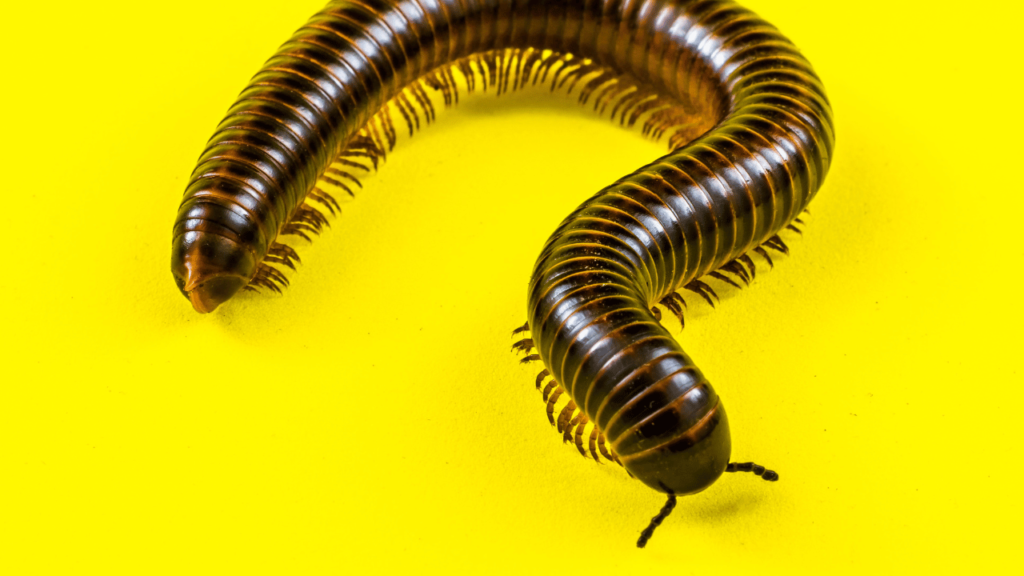 Preventing Millipedes