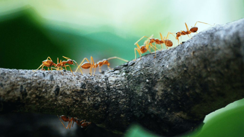 worker ants