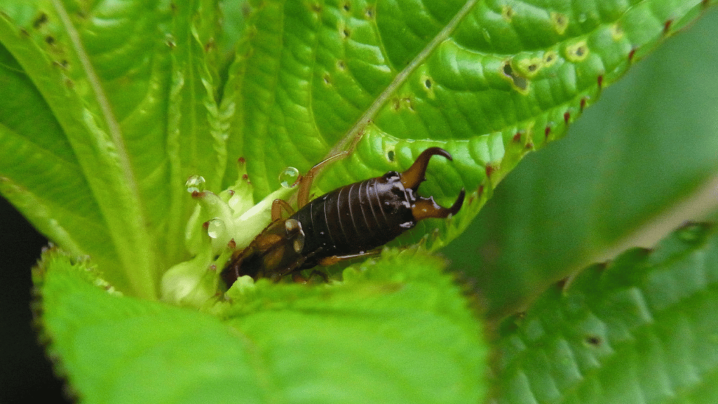 how to get rid of earwigs naturally