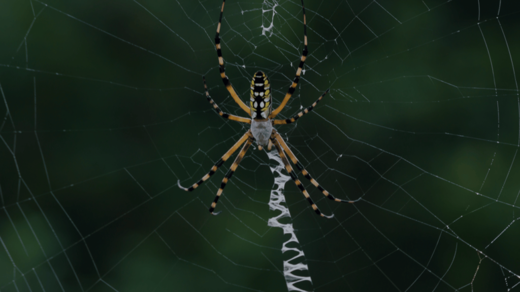 venomous arachnids