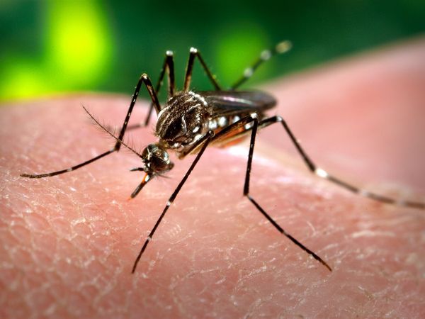 A yellow fever mosquito, black with white markings on its legs and body, on a person's skin