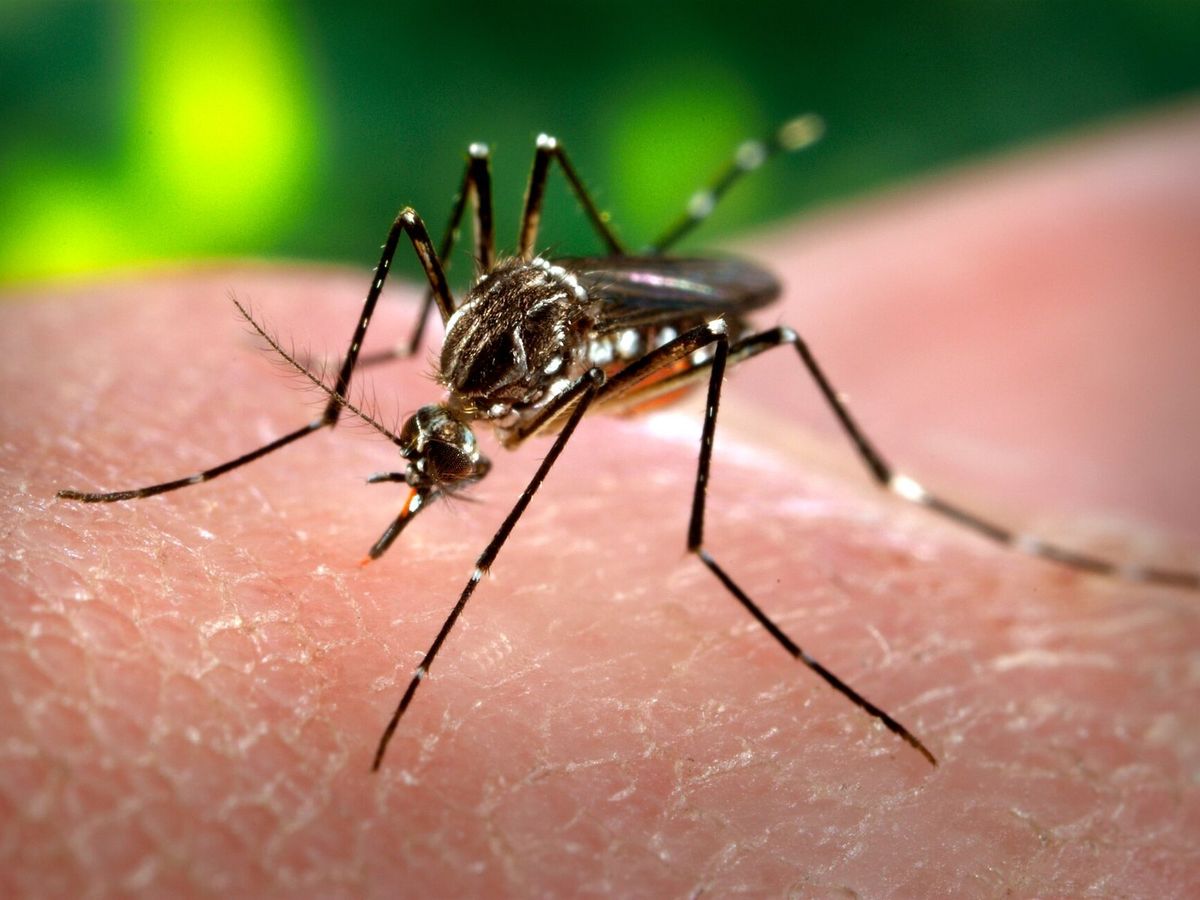A yellow fever mosquito, black with white markings on its legs and body, on a person's skin