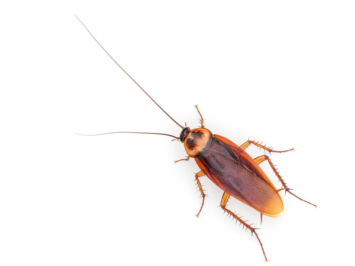 An American cockroach, reddish brown with long antennae, on a white background