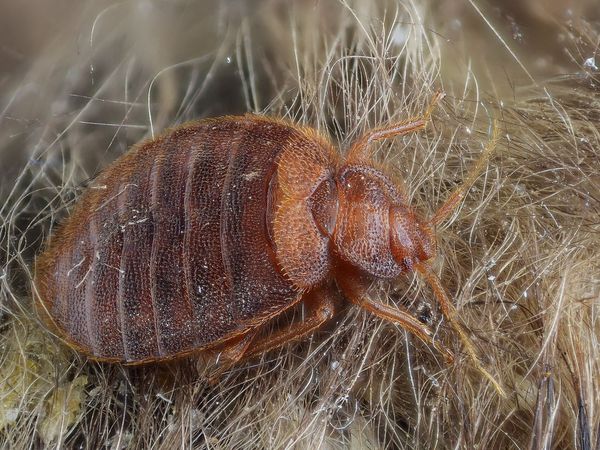 Close-up of a reddish-brown bed bug