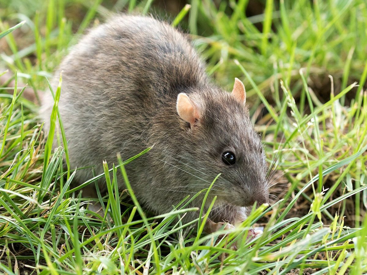 A brown rat, also called a Norway rat, in grass