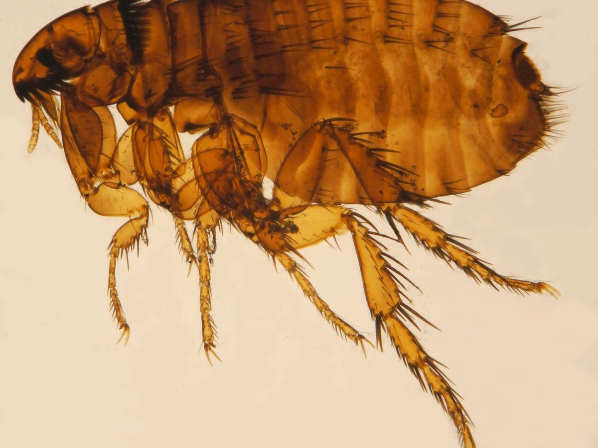 A cat flea seen from the side under magnification
