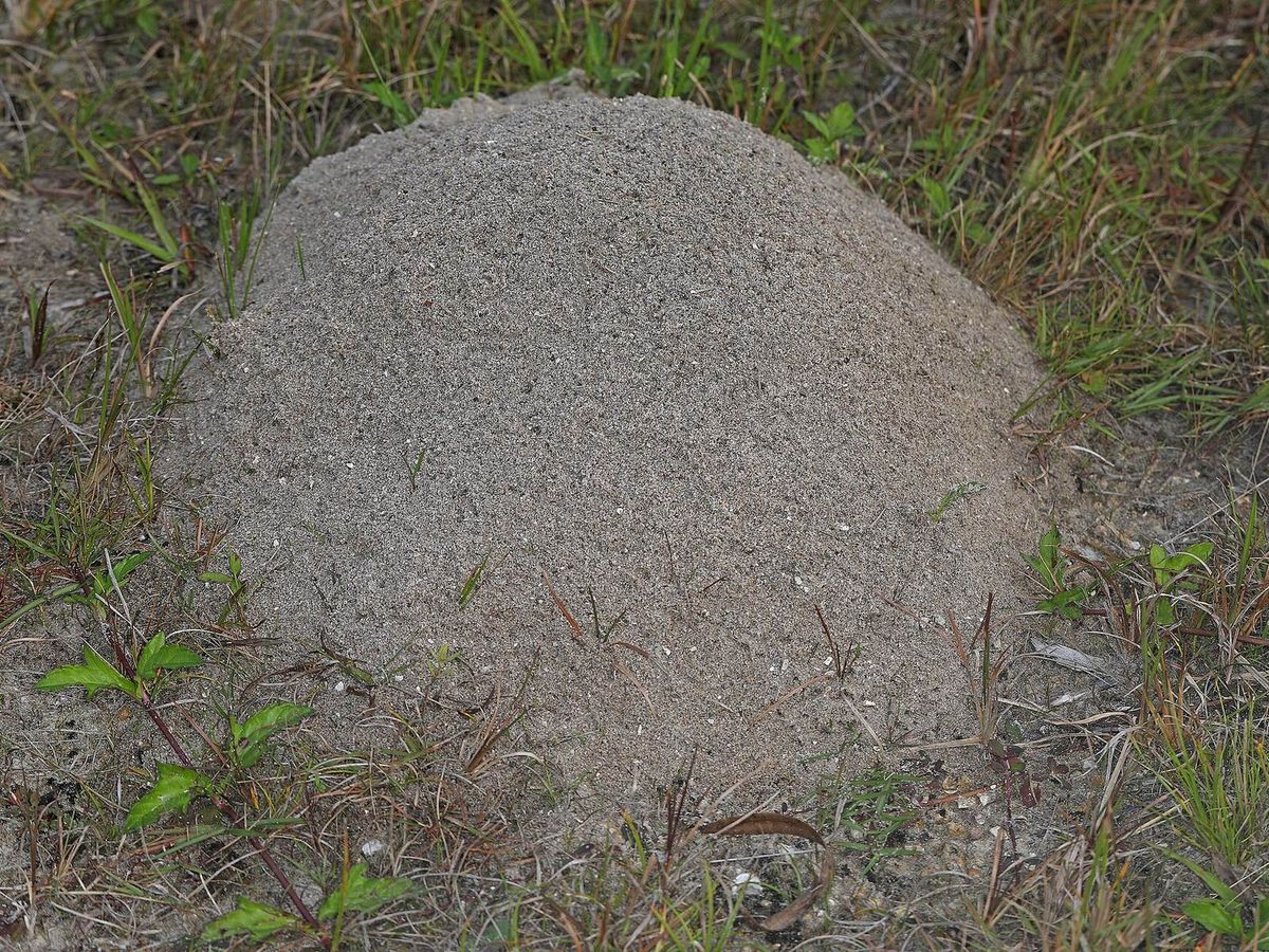 A dome-shaped fire ant mound of loose soil in short grass