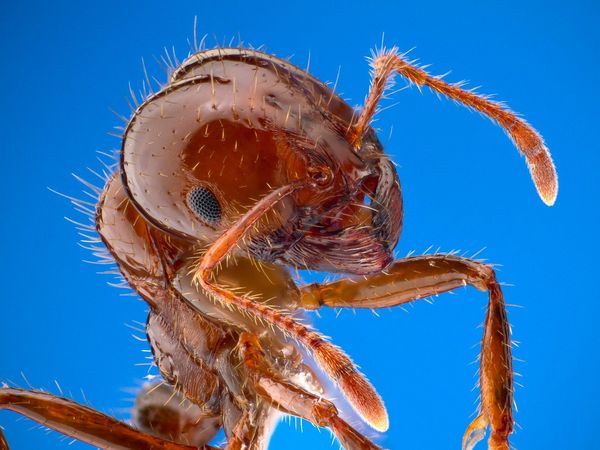 Close-up of a red imported fire ant worker