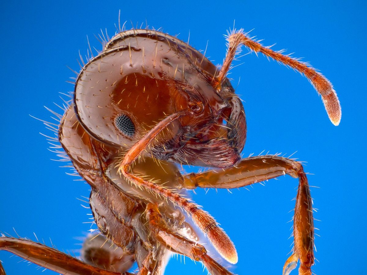 Close-up of a red imported fire ant worker