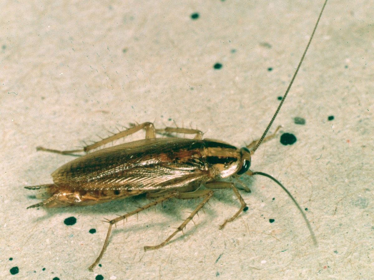 A German cockroach, light brown with two dark stripes behind the head