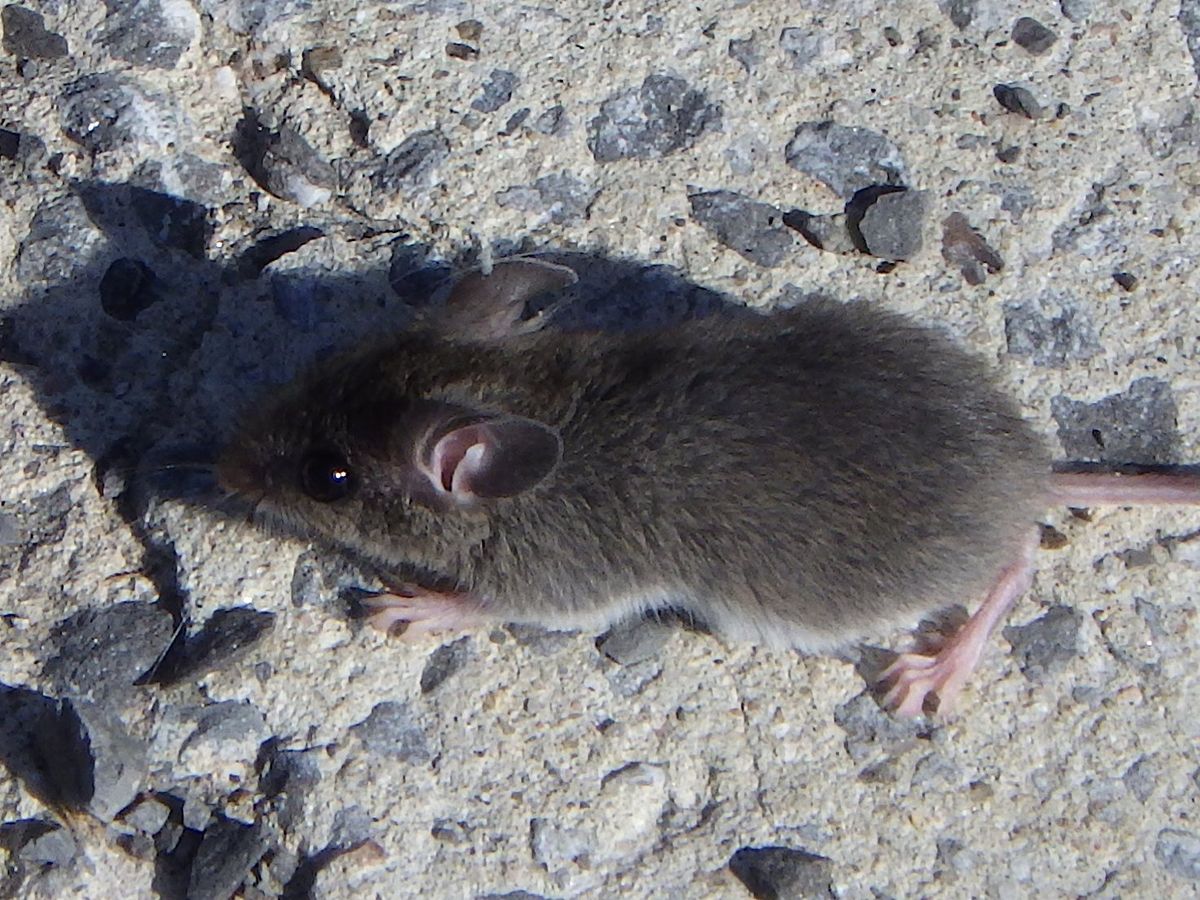 A small gray-brown house mouse on a concrete surface