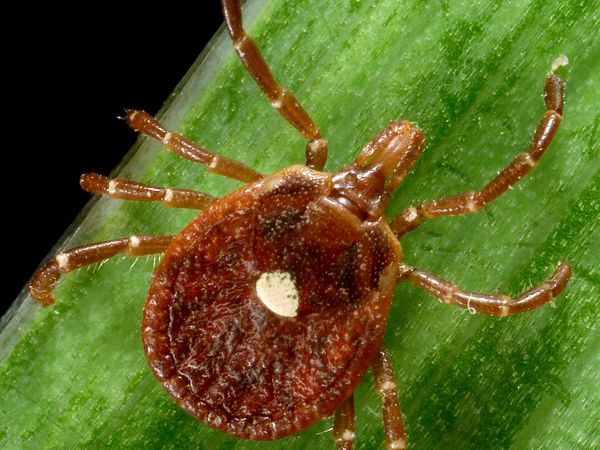 A female lone star tick with a single white spot on its back, on a green blade of grass