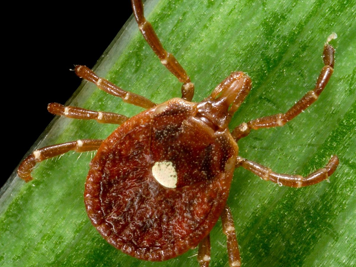 A female lone star tick with a single white spot on its back, on a green blade of grass
