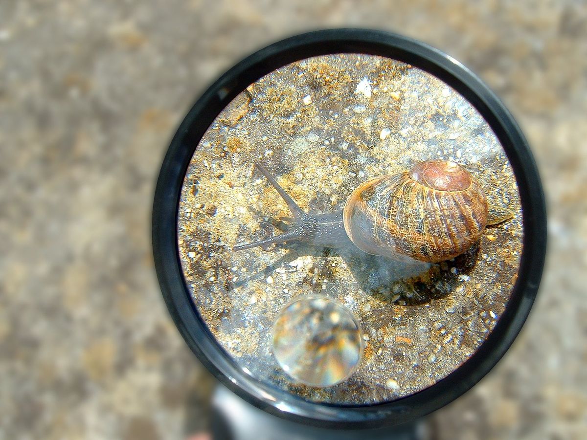 A magnifying glass held over a small snail on the ground