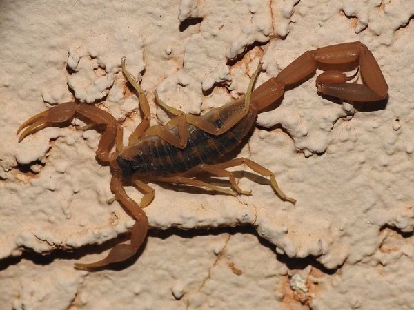 A striped bark scorpion, tan with dark stripes on its back, on a textured wall