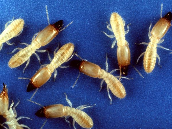 Eastern subterranean termites, pale soldiers with dark brown heads, on a blue background