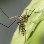 Do Mosquitoes Like Light