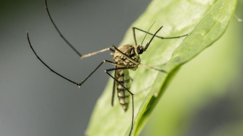 Do Mosquitoes Like Light