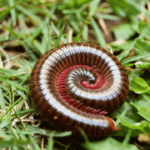 How to Repel Millipedes