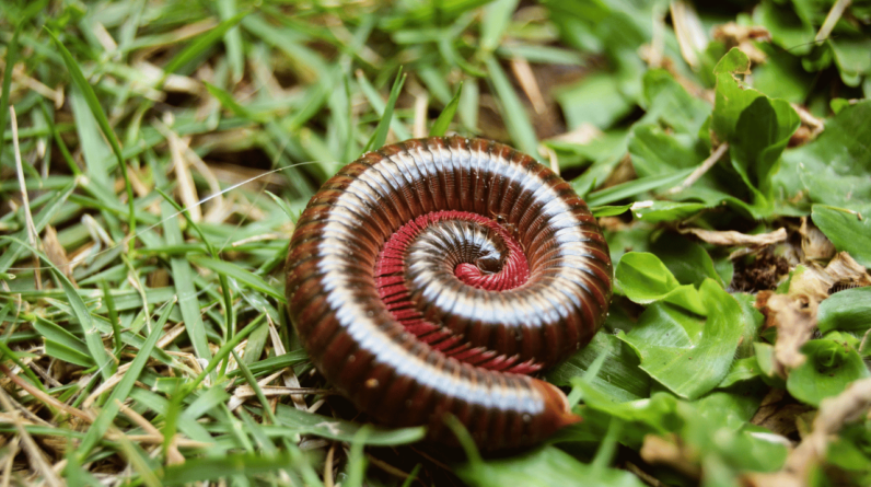 How to Repel Millipedes