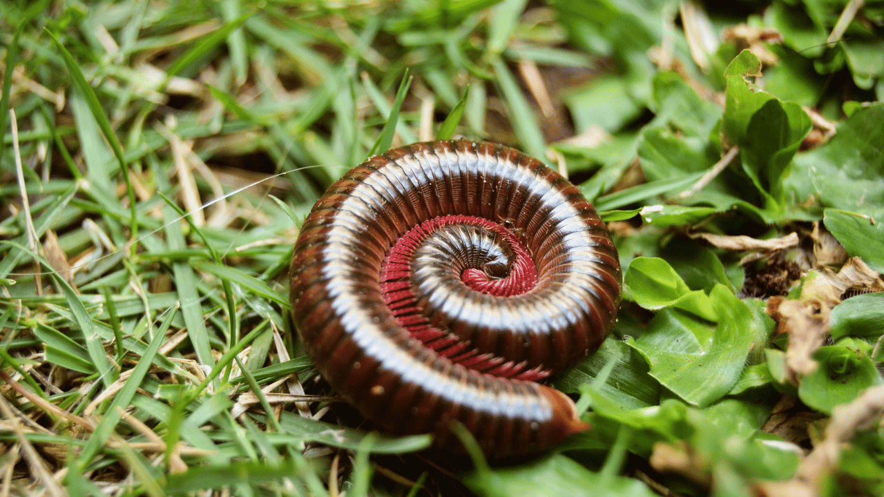 How To Repel Millipedes From Your Home - Pest Control Helper