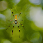 banana spiders