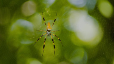 banana spiders