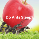 do ants sleep