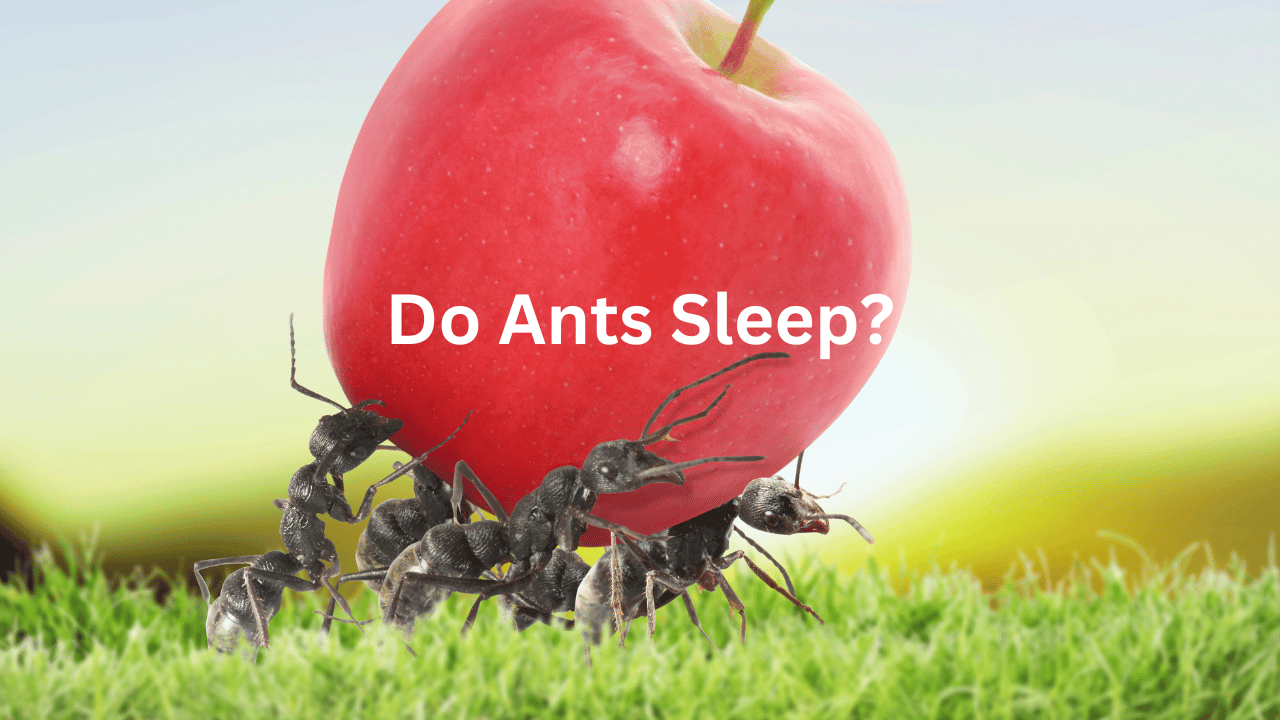 do ants sleep