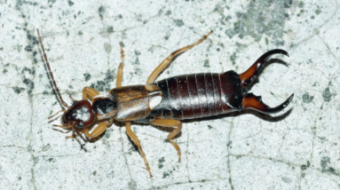 how to keep earwigs away